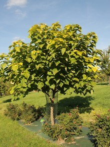 Katalpa - drzewko o kulistej koronie i sercowatych wielkich liściach, bardzo ozdobne w ogrodzie