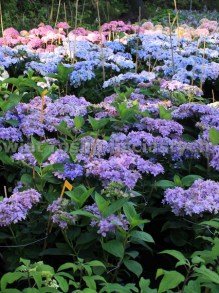 Kwitnące różnokolorowe hortensje w szkółce roślin w Karpaczu hortensja niebieska, hortensja różowa kulista różowa