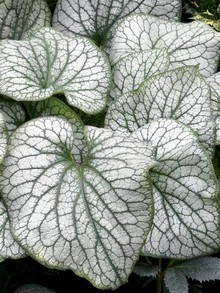 Sercowate, srebrnozielone marmurkowe liście brunery wielkolistnej