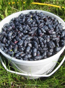 Dojrzałe owoce jagody kamczackiej, wydłużone prawie czarne z niebieskim nalotem
