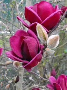Magnolia Genie, intensywnie purpurowe kwiaty o przyjemnym zapachu, wcześnie kwitnie