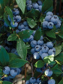 borówka amerykańska owocująca, owoce pokryte niebieskim nalotem