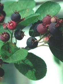 Świdośliwa  - krzew o jadalnych owocach przypominających borówkę amerykańską
