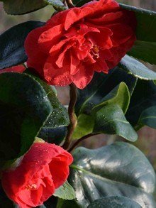 Kamelia japońska o czerwonych kwiatach i ciemnozielonych liściach, zimozielony krzew ozdobny