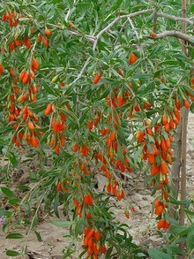 Krzew Goji (Lycium barbarum) kolcowój szkarłatny, dojrzałe owoce na krzewie, zwisające gałązki