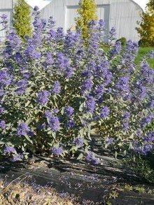 Barbula niebieska, kwitnąca bylina ogrodowa przpominająca lawendę lub kocimiętkę