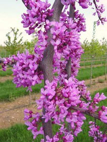 Judaszowiec - fioletowe kwiaty wyrastające prosto z  kory, różowofioletowe kwiaty na pniu gdy nie ma liści