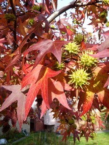 Pięknie przebarwione jesienią palczaste liście ambrowca amerykańskiego, w tle kolczaste, zielone owoce