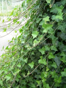 Bluszcz zimozielony porastający siatkę ogrodową, gęsty, zielony ekran roślinny
