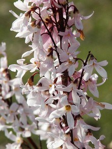 garten-pflanzen-abeliophyllum-distichum-weisse-forsythie-oleaceae_cr