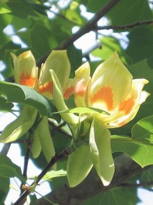 Żółto pomarańczowe kwiaty tulipanowca na tle liści, tulipany na drzewie, piękne klapowane liście