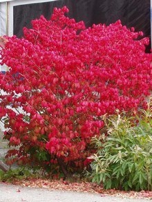 Trzmielina oskrzydlona jesienią, gdy liście przebarwią się na czerwono