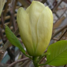 Magnolia Elizabeth szczepiona żółta c5 zdjęcie 1