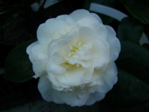 Kamelia japońska (Camellia japonica) Nobilissima zdjęcie 5