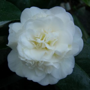 Kamelia japońska (Camellia japonica) Nobilissima c4 zdjęcie 1