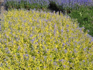 Barbula Worcester Gold niski krzew kwitnie na niebiesko jesienią, liście żółte