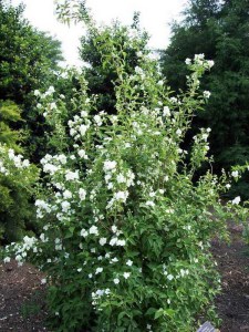 Jaśminowiec (Philadelphus) Bouquet Blanc c2 zdjęcie 5