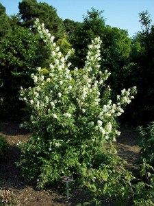 Jaśminowiec (Philadelphus) Bouquet Blanc c2 zdjęcie 4