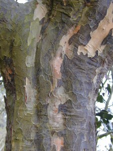 Parocja perska (Parrotia persica) Select c4 zdjęcie 4