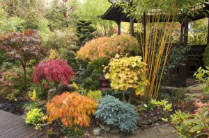 Klon Shirasawy (Acer shirasawum) Aureum c7,5 zdjęcie 9