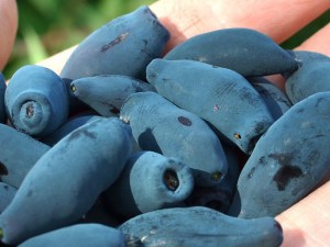 Jagoda kamczacka (Lonicera caerulea var. kamtschatica) Nimfa c3 zdjęcie 5