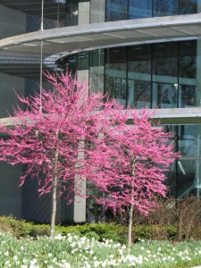 Judaszowiec kanadyjski (Cercis canadensis) c5 foto 7