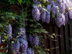 Glicynia chińska (Wisteria chinensis) Prolific zdjęcie 9