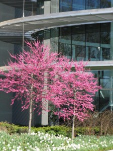 Judaszowiec chiński (Cercis chinensis) Avondale c4 zdjęcie 8