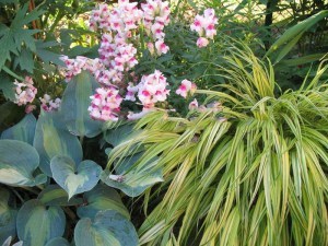 Trawa bambusowa (Hakonechloa) Aureola zdjęcie 9