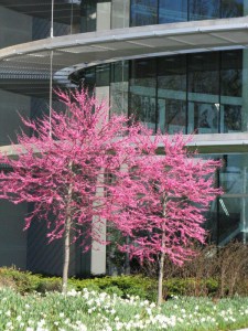 Judaszowiec kanadyjski (Cercis canadensis) c2-c3 zdjęcie 7