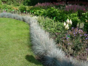 Kostrzewa Sina (Festuca glauca) Niebieska Trawa zdjęcie 7