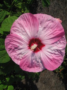 Hibiskus bylinowy (Hibiscus) Southern Belle zdjęcie 9