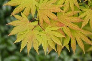 Klon Shirasawy (Acer shirasawum) Autumn Moon c3 zdjęcie 2