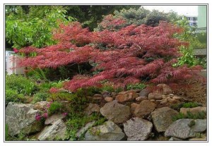 Klon palmowy czerwony Atropurpureum c2 zdjęcie 2