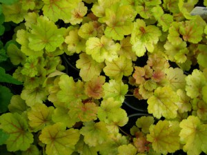 Żurawka (Heuchera) Electra zdjęcie 2