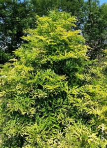 Bez czarny (Sambucus nigra) Golden Tower c3 zdjęcie 2