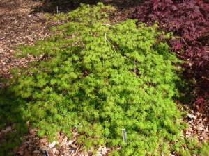 Klon palmowy czerwony Emerald Lace sadzonka zdjęcie 2