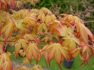 Klon palmowy szczepiony (Acer) Katsura c3 zdjęcie 4