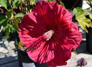 Hibiskus bylinowy (Hibiscus moscheutos) Sultry Kiss zdjęcie 2