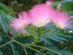 Albicja (Albizia julibrissin) jedwabne drzewo zdjęcie 2