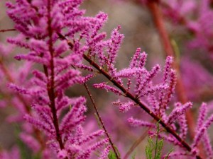 Tamaryszek rozgałęziony (Tamarix ramosissima) Rubra c2 zdjęcie 2