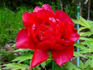 Piwonia drzewiasta (Paeonia suffruticosa) odm. chińska czerwona zdjęcie 4
