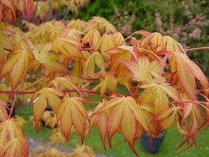 'Klon palmowy (Acer) Katsura c3 zdjęcie 3' Klon palmowy (Acer) Katsura c3 zdjęcie 3