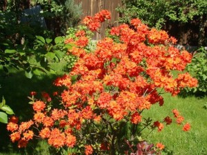 Azalia wielkokwiatowa (Azalea) Feuerwerk c3 zdjęcie 2