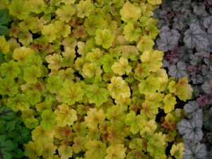 Żurawka (Heuchera) Electra zdjęcie 3