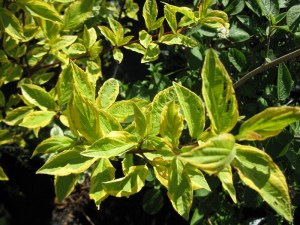 Dereń biały (Cornus alba) Gouchaultii zdjęcie 2