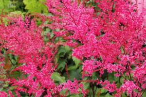 Tawułka pojedynczolistna (Astilbe simplicifolia) Aphrodite c2 zdjęcie 1