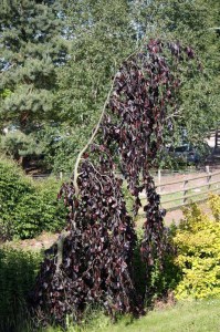 Buk pospolity (Fagus sylvatica) Black Swan c3 zdjęcie 2