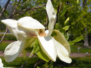 Magnolia Banana Split c3 zdjęcie 2