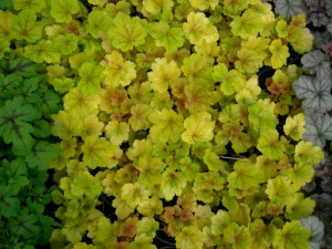 Żurawka (Heuchera) Electra zdjęcie 4
